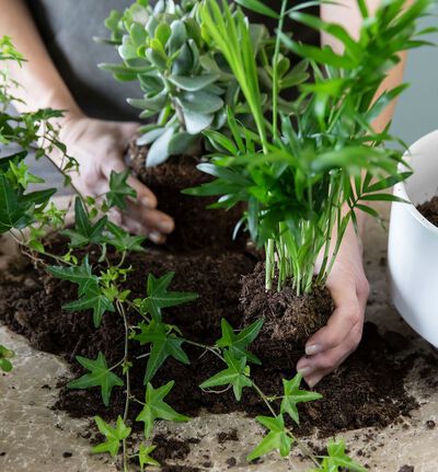 Dekoratørens sammenplanting med grønne planter S Dekoratørens sammenplanting med grønne planter S